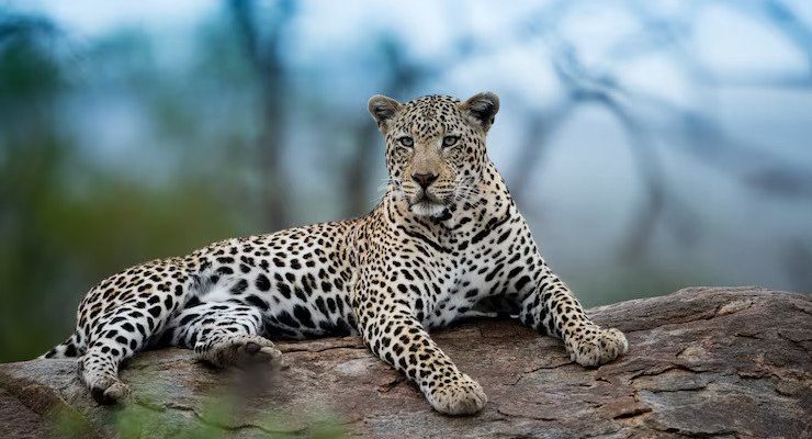 rajkotupdates.news: cheetah-magnificent-but-fragile-experts-list-concerns-for-cheetahs